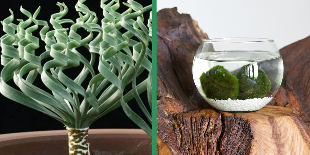 Dees Nursery-Oceanside-Houseplants with Threatening Auras-Trachyandra and marimo moss balls