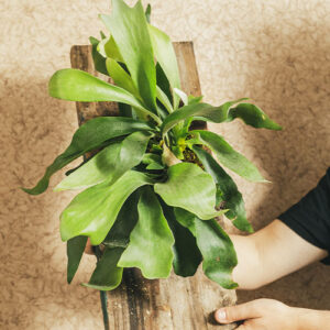 Dees Nursery-Oceanside-Houseplants with Threatening Auras-staghorn fern