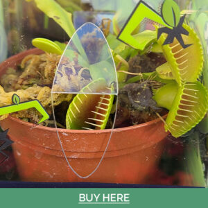 Dees Nursery-Oceanside-Houseplants with Threatening Auras-venus fly trap