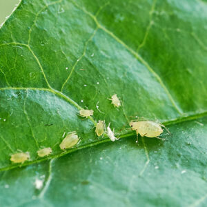 Dees Nursery-Oceanside-How to Beat Houseplant Pests-aphids