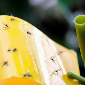 Dees Nursery-Oceanside-How to Beat Houseplant Pests-fungus gnats