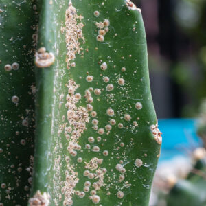 Dees Nursery-Oceanside-How to Beat Houseplant Pests-scale on cactus