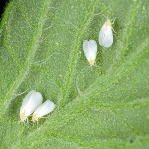 Dees Nursery-Oceanside-How to Beat Houseplant Pests-whiteflies