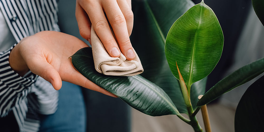Dees Nursery-Oceanside-How to Beat Houseplant Pests-wiping plant leaf