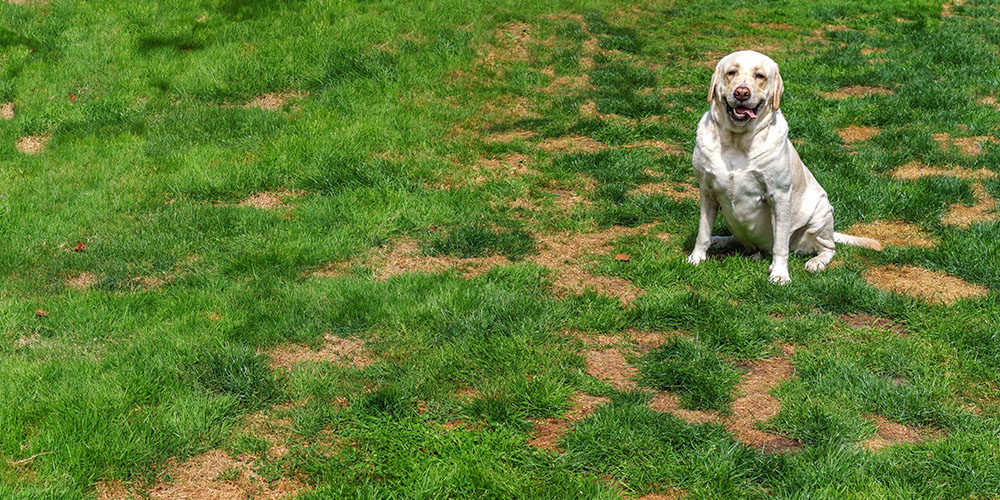 Dees Nursery-Oceanside-How to Repair Urine Spots on Your Lawn-dog pee spots on grass