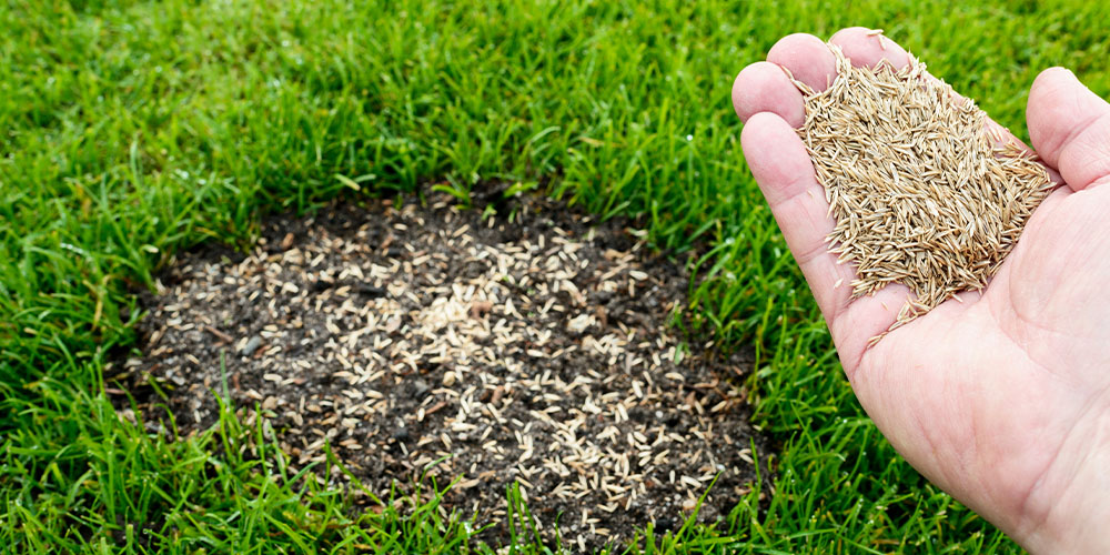 Dees Nursery-Oceanside-How to Repair Urine Spots on Your Lawn-fixing patchy grass