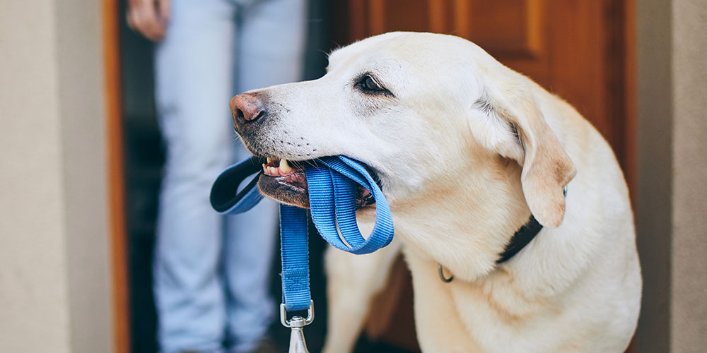 Dees Nursery-Oceanside-How to Repair Urine Spots on Your Lawn-taking dog for walk