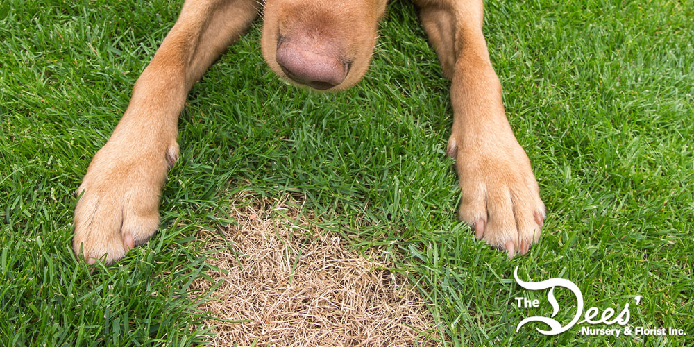 Dees Nursery-Oceanside-How to Repair Urine Spots on Your Lawn-urine damage on lawn