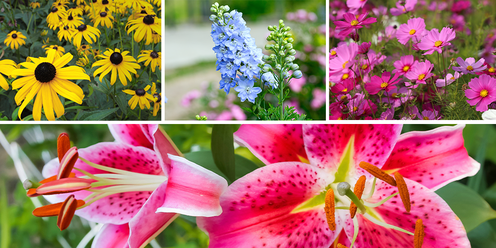 Dees Nursery-Oceanside-Long Island -assorted flowers for cutting