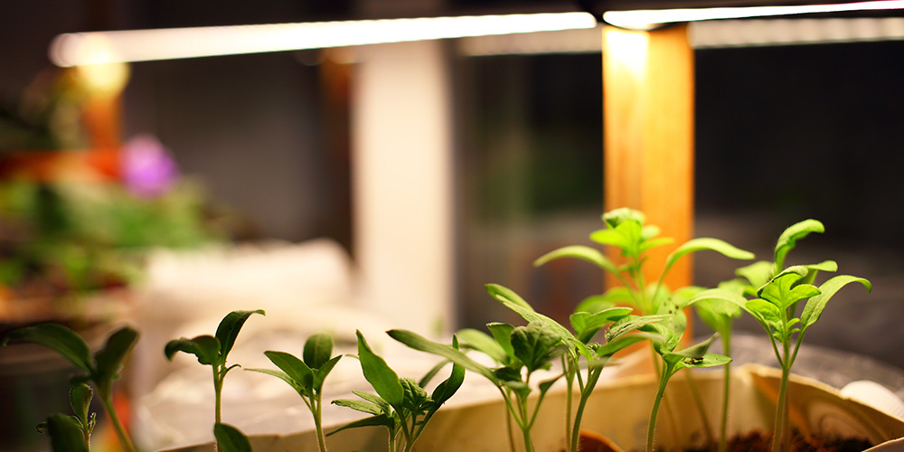 Dees Nursery-Oceanside-Seed Starting Basics-seedling grow light