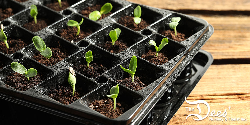 Dees Nursery-Oceanside-Seed Starting Basics -tray of seedlings