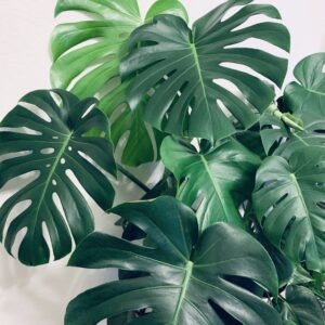 Monstera (Swiss Cheese Plant)