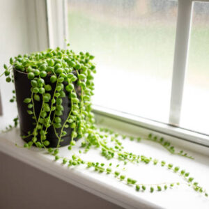 String of Pearls