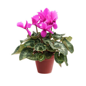Cyclamen