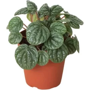 Peperomia