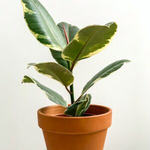 Rubber Plant