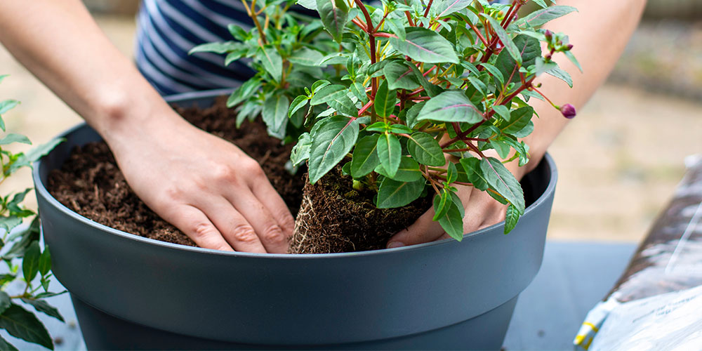 Dees Nursery-Oceanside-Plan Your Planters Ahead of Time -planting in container