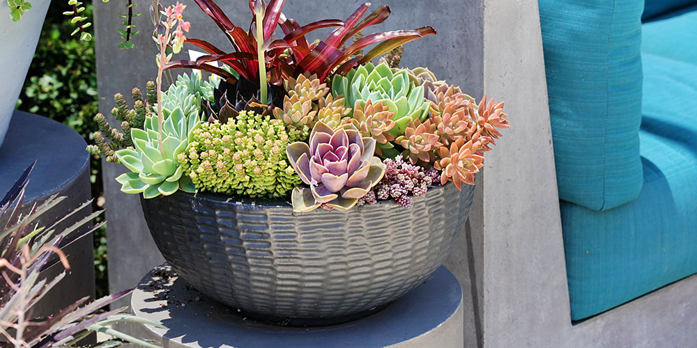 Dees Nursery-Oceanside-Plan Your Planters Ahead of Time -succulent planter pot