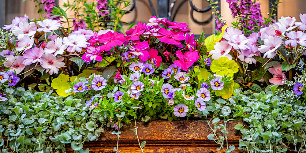 Plan Your Oceanside Container Gardens Ahead of Time Dees' Nursery