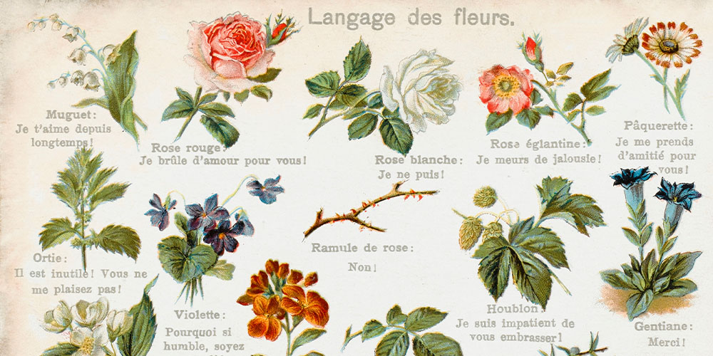 Dees Nursery-Oceanside-The Meaning of Flowers-language of flowers
