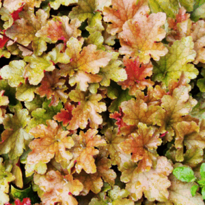 Heuchera ‘Marmalade’ Coral Bells