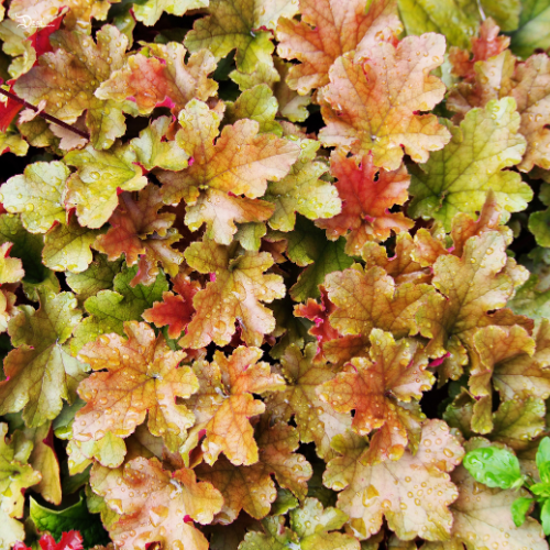 Heuchera ‘Marmalade’ Coral Bells Heuchera ‘Marmalade’ Coral Bells