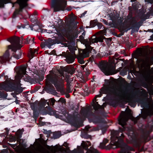 Heuchera ‘Plum Pudding’ Coral Bells Heuchera ‘Plum Pudding’ Coral Bells