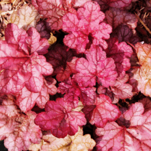 heuchera ‘fire alarm’ coral bells