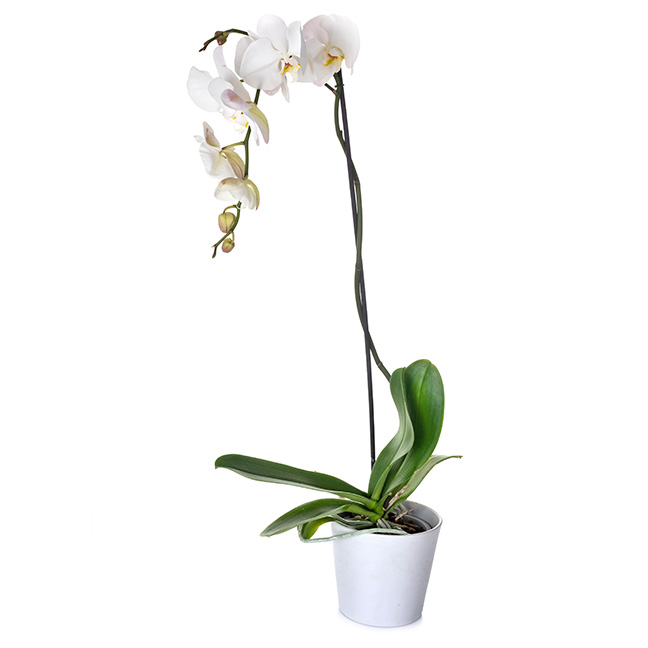 mother's day white orchid