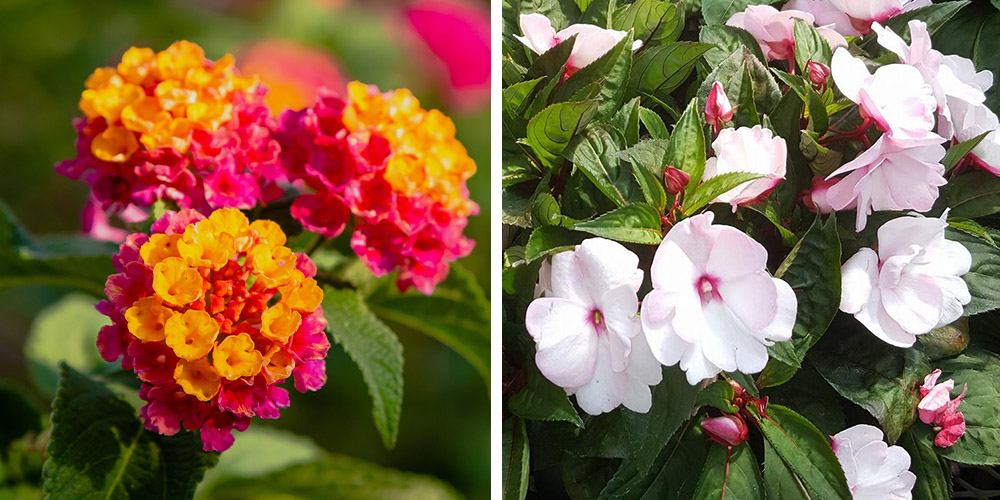 Dees Nursery-Oceanside-Long-Island-The Best Annuals of 2023 -lantana and impatiens flowers