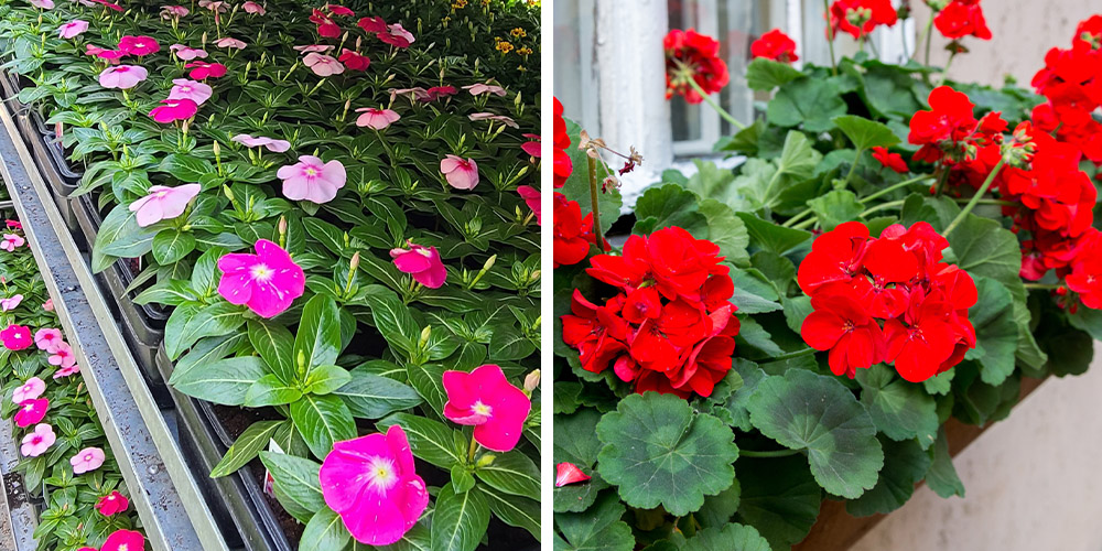 Dees Nursery-Oceanside-Long-Island-The Best Annuals of 2023 -vinca and geranium flowers