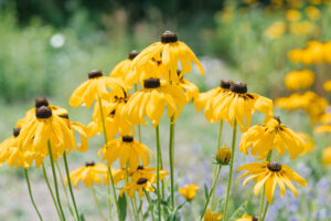 yellow-rudbeckia-flowers-in-garden