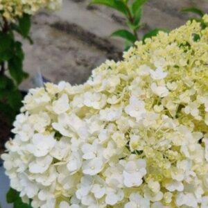 Proven Winners® Color Choice® Bobo® Hydrangea