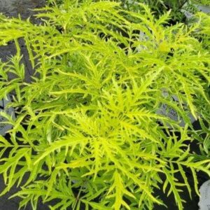 Lemony Lace® Elderberry