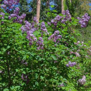 Pocahontas Lilac