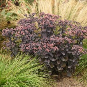 Rock 'N Grow® Back In Black Stonecrop
