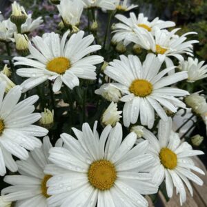 Amazing Daisies® Daisy May® Shasta Daisy