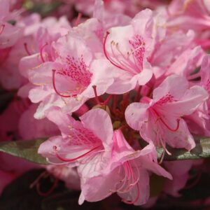 Aglo Rhododendron