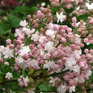 Beauty Of Moscow Lilac
