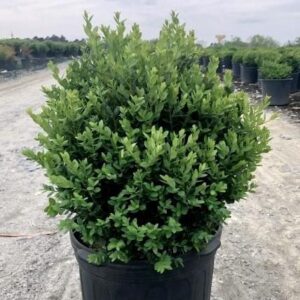 Green Mountain Boxwood
