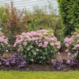 Invincibelle® Spirit II Hydrangea