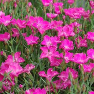 Sunflor® Kahori® Dianthus