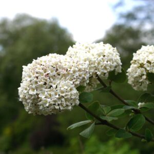 Korean Spice Viburnum