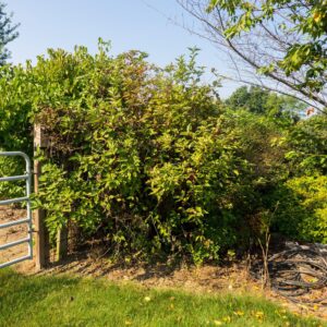 Bailey Red Twig Dogwood