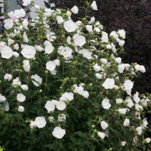 White Chiffon® Rose of Sharon