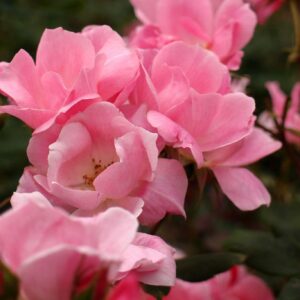 Blushing Knock Out® Rose