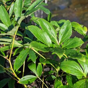 eonia lactiflora 'Sarah Bernhardt'~ Sarah Bernhardt Peony