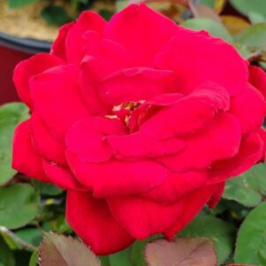 Easy Elegance® Kashmir Rose