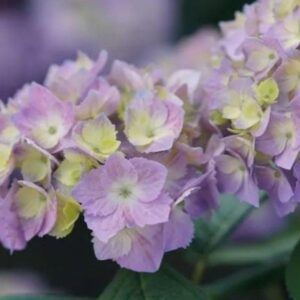 Let's Dance® Sky View® Hydrangea