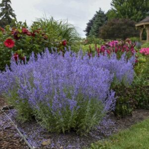Denim 'N Lace Russian Sage